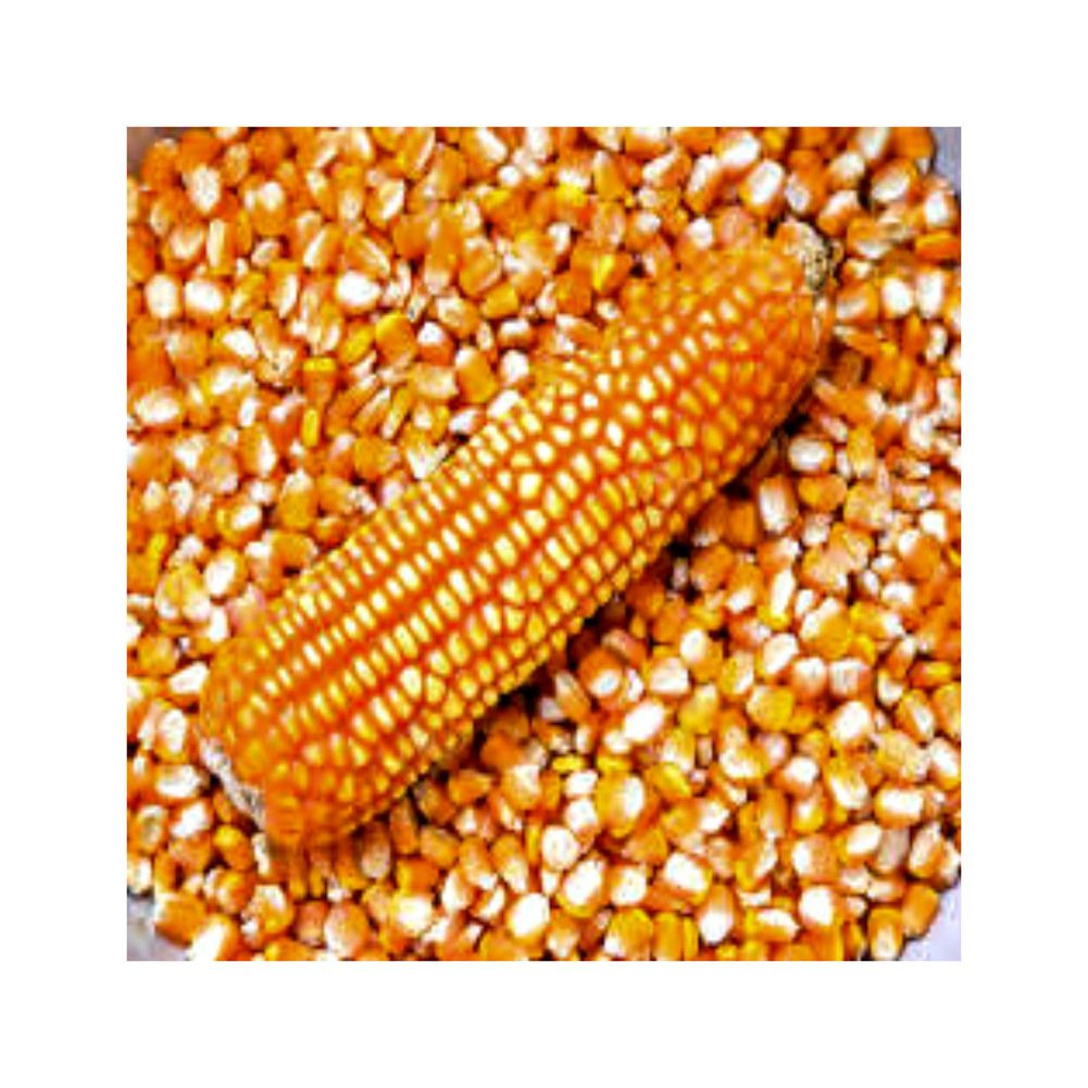 Clean sorted yellow corn supplied in bulk for animal feed and food industries