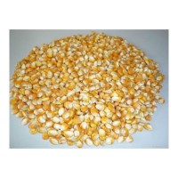 High protein yellow corn offered in bulk with factory direct supply