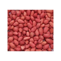 Peanuts wholesale bulk supply affordable price high grade nuts