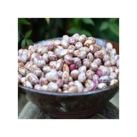 Sugar beans with long shelf life ideal for wholesale trade