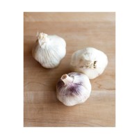 Wholesale Fresh Garlic packed in mesh bags and cartons for easy handling
