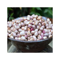 Bulk sugar beans sourced from certified producers for export