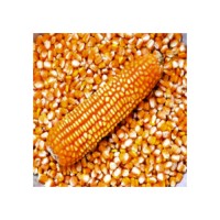 Fast delivery yellow corn provided for substantial lot orders and inter-national trade