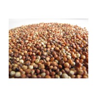 Bulk sorghum grains wholesale available at cheap factory price