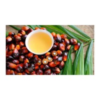 Bulk Palm Oil accessible for distributors, retailers, and food processing units