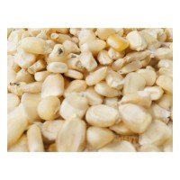 Non GMO white corn for global buyers and bulk orders