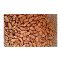 Bulk sugar beans sourced from trusted agricultural producers