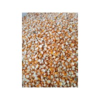 Top quality yellow corn available at competitive price for wholesale buyers