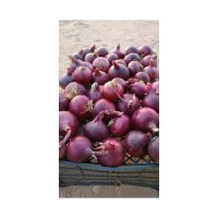 Wholesale Fresh Red Onion Lowest Price