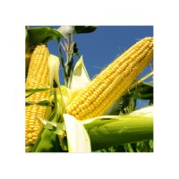 High quality yellow corn arranged for export grade sourcing and fast shipment
