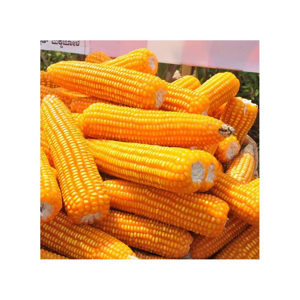 Yellow corn maintained for high quality bulk transactions and steady supply chain