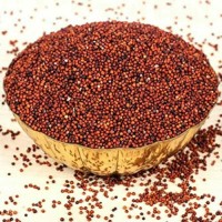 Cost effective finger millet bulk sale high quality ragi export ready