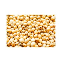 Bulk sorghum grains wholesale available at cheap factory price