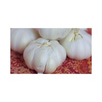Cheap price Fresh Garlic ideal for supermarkets restaurants and wholesalers