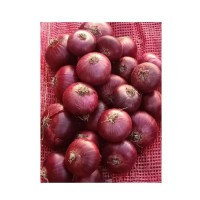 Wholesale Fresh Onions crop 2020 with best price