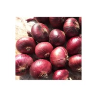Top Selling Premium Quality New Crop Fresh Vegetables Fresh Red Onion at Factory Price
