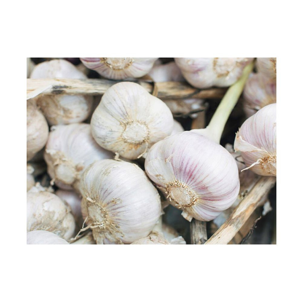 Manufacturer Directly Supply Best Quality Fresh White Garlic