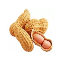 Peanuts wholesale bulk supply discount price fast delivery exporter