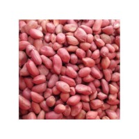Wholesale Peanuts bulk supply affordable price fresh high quality