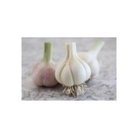 Wholesale Top Grade Fresh Peeled Garlic For Sale In Cheap Rate
