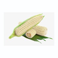 Cheap price white corn bulk sale natural maize kernels fast delivery supply