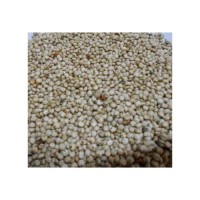 Sorghum grains bulk wholesale available for food and feed industries