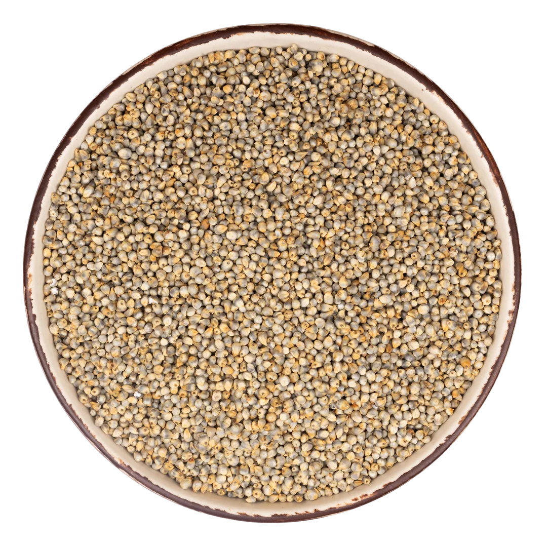 Top export pearl millet wholesale bulk order premium grains delivery