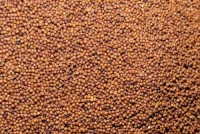 Cost effective finger millet bulk sale high quality ragi export ready
