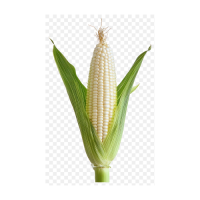 high quality dry white corn for human consumption and animal use ready for export (NON-GMO)