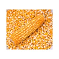 Fresh yellow corn offered in bulk with high nutrition and consistent size