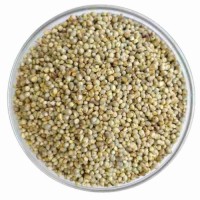 High quality pearl millet cheap price bulk sale clean bajra grains fast delivery