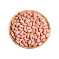 Premium Peanuts bulk supply wholesale fast delivery top grade