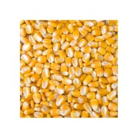 Affordable yellow corn available in large quantity for distributors and buyers