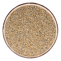 Premium pearl millet bulk supply high quality grains export quality