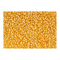Bulk yellow corn prepared for distributors and retailers with reliable supply