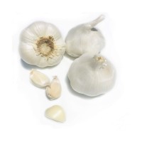 Discount price organic Fresh Garlic suitable for cooking and seasoning