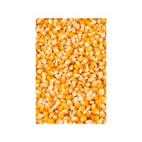 Premium white corn wholesale bulk supply export grade maize kernels fast delivery