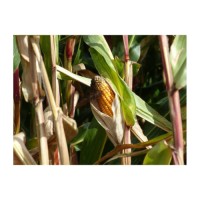 Premium yellow corn arranged for cost-efficient sourcing and large lot buyers