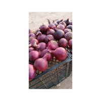 Red Onion best quality cheap price