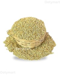 Cost effective pearl millet bulk sale high quality bajra export ready