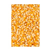 Export quality yellow corn supplied in large lots for global distributors