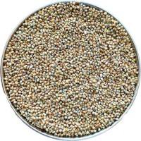 Premium quality pearl millet bulk supply natural bajra grains export grade wholesale