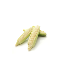 Best Grade Top Quality dry white corn 100% Dried Maize At Wholesale Price