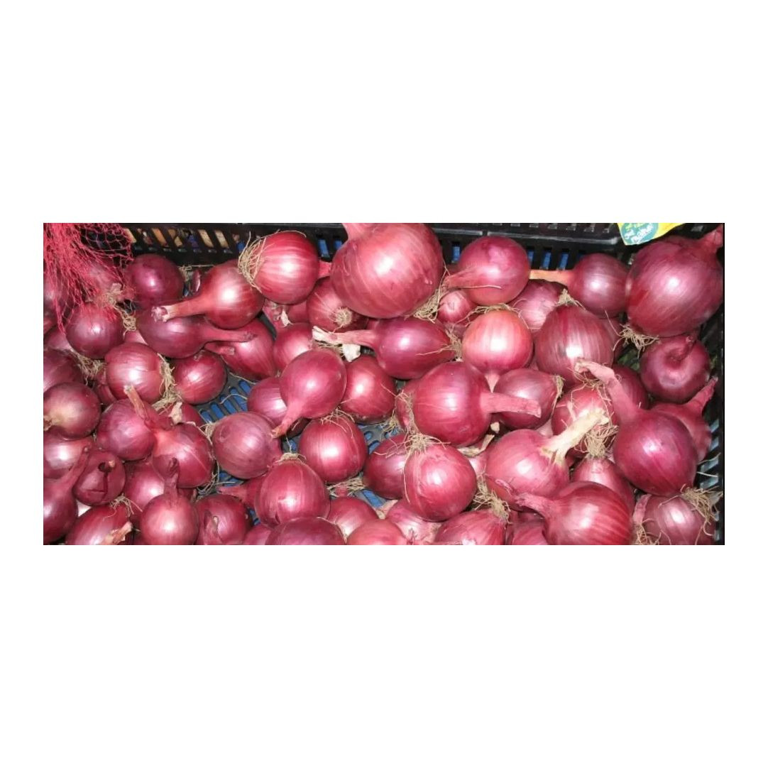 Fresh Onion Red onion / Gold onion High quality best price