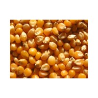 High protein yellow corn offered in bulk with factory direct supply