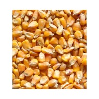 Affordable premium yellow corn available in stock with fast shipment service