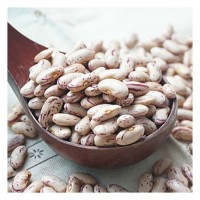 Premium grade sugar beans for wholesale food supply and processing