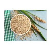 Bulk sorghum grains wholesale ready for international importers