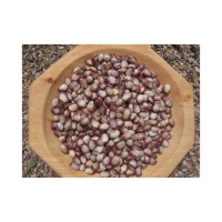 Export-ready sugar beans available with customizable packaging