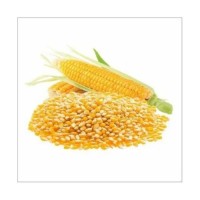 Export grade yellow corn supplied in stock ready for shipment worldwide